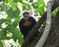 Img_7111d-malpa kapucinska-white-faced-capuchin.jpg
